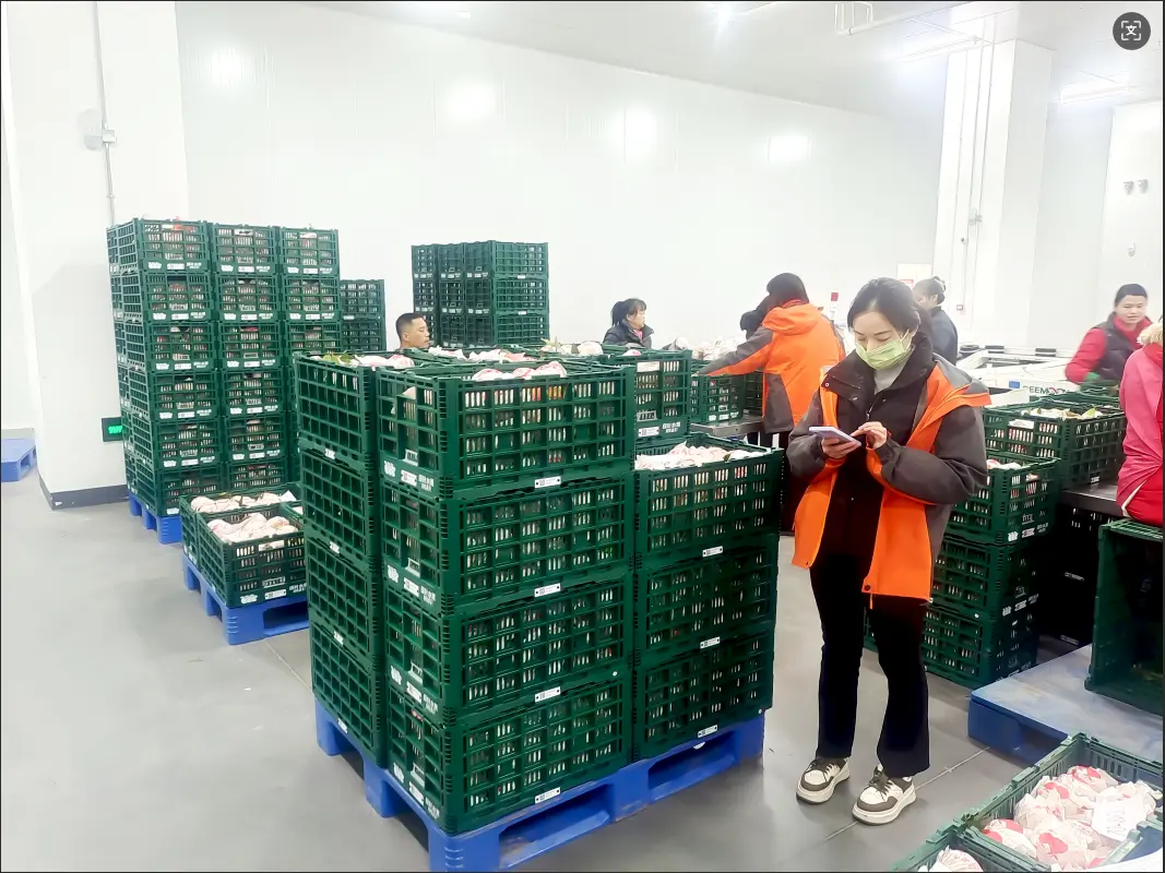 plastic-pallets-food-processing-warehouse Green plastic crates stacked on blue plastic pallets in a food processing facility